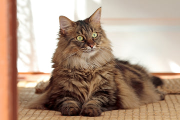 Norwegian forest cat sitting on floor with head cocked to one side 