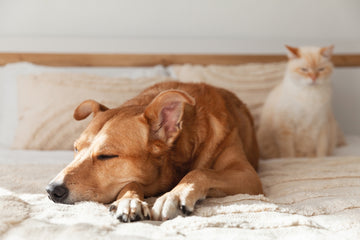 Dog with heartburn lying down on bed with a cat sitting behind them