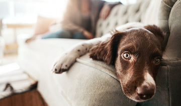 Sick brown dog laying on couch