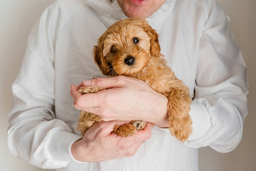 Close up of Maltipoo puppy being held by owner