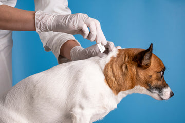 Dog getting flea treatment applied
