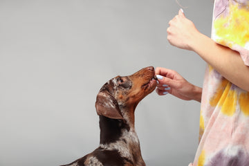 Dog owner feeding her dog a treat with medicine in it