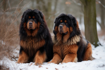 Two Tibetan mastiffs sitting in the snow