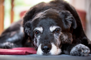 Old Dogs: How To Care For Senior Dogs