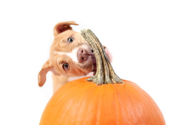 Puppy gnawing at a pumpkin stem