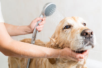 How To Give Your Dog A Bath: Step-By-Step Guide