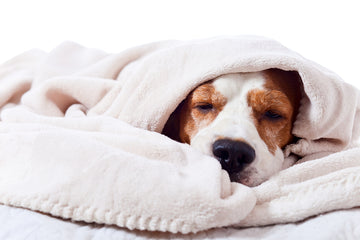 Close up of sick dog under blankets