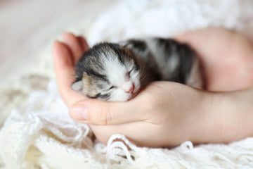 Small kitten sleeping on a person’s hand
