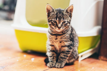 Kitten Not Pooping: Why & What To Do