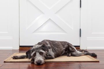 Dog laying down in front of door while looking at the camera.