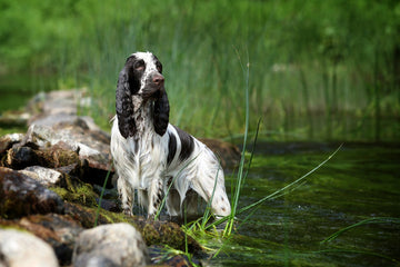 Leptospirosis In Dogs: Symptoms & Treatments