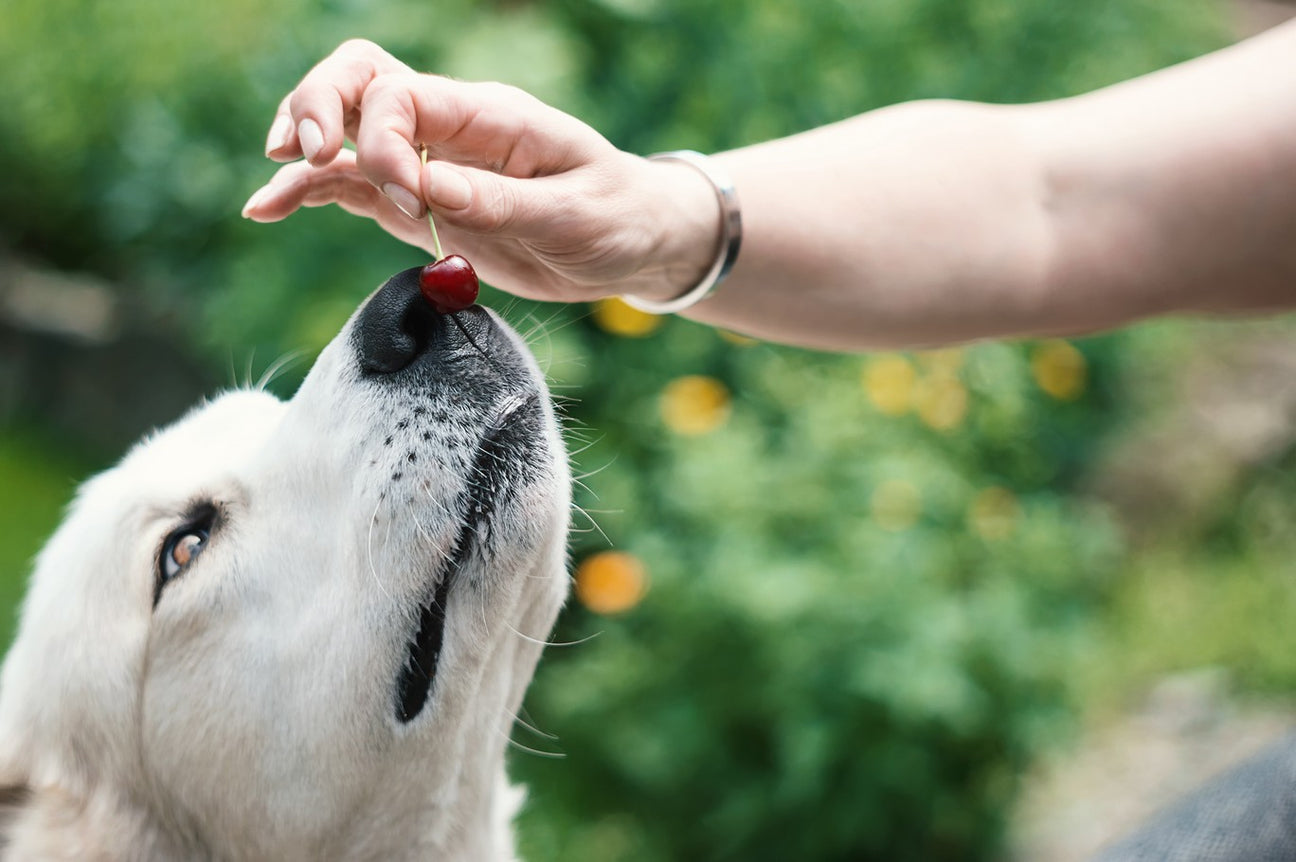 Can Dogs Eat Cherries? Dutch