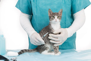 Veterinarian with a vaccine in their hand holding a cat