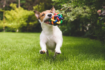 Picture of a dog running with a toy in its mouth