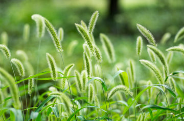 Close up view of a field of green foxtails