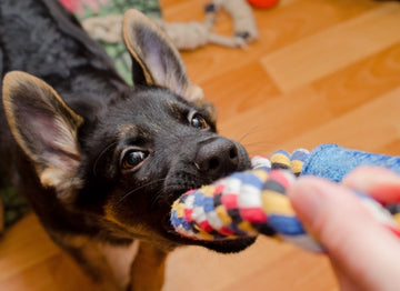 Close up of puppy tugging at a toy with mouth