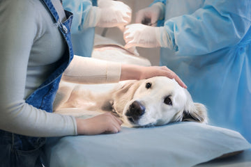 Mast Cell Tumor In Dogs: Symptoms & Treatments