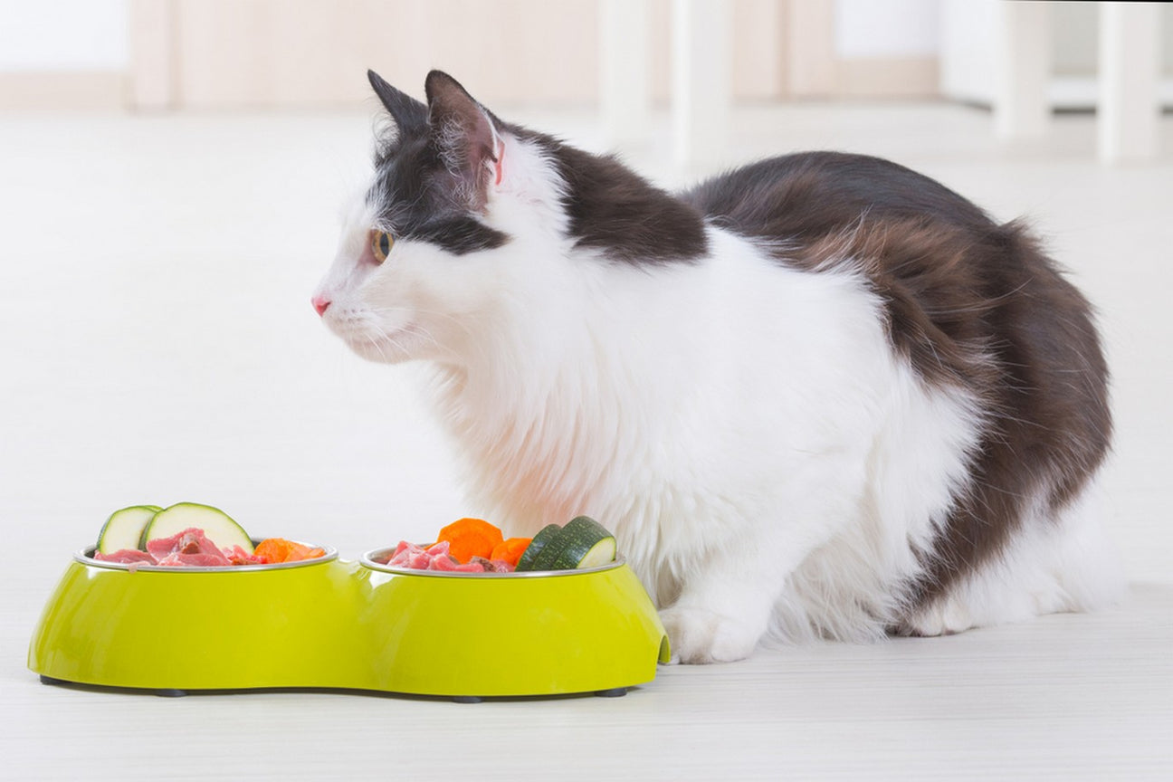 Homemade Cat Food Pros & Cons Of Making Your Cat Food Dutch