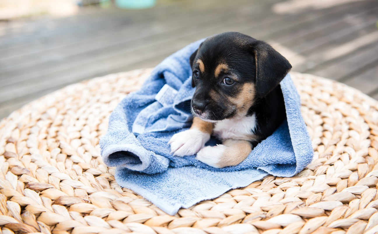 Rickets In Dogs: Diagnosis & Treatment | Dutch