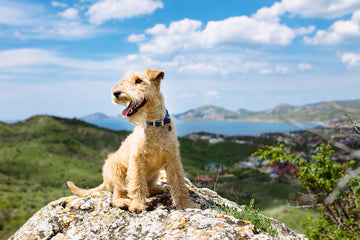 Small blonde terrier smiling on top of a rock overlooking a lake 