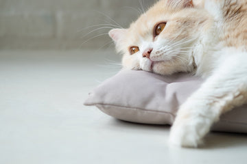 Cat resting on a pillow while looking bored