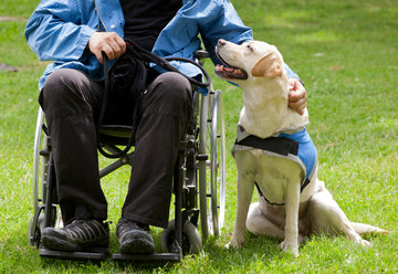A service dog sits next to its wheelchair-bound owner
