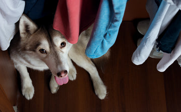 Husky looking up at camera in a closet of clothes 
