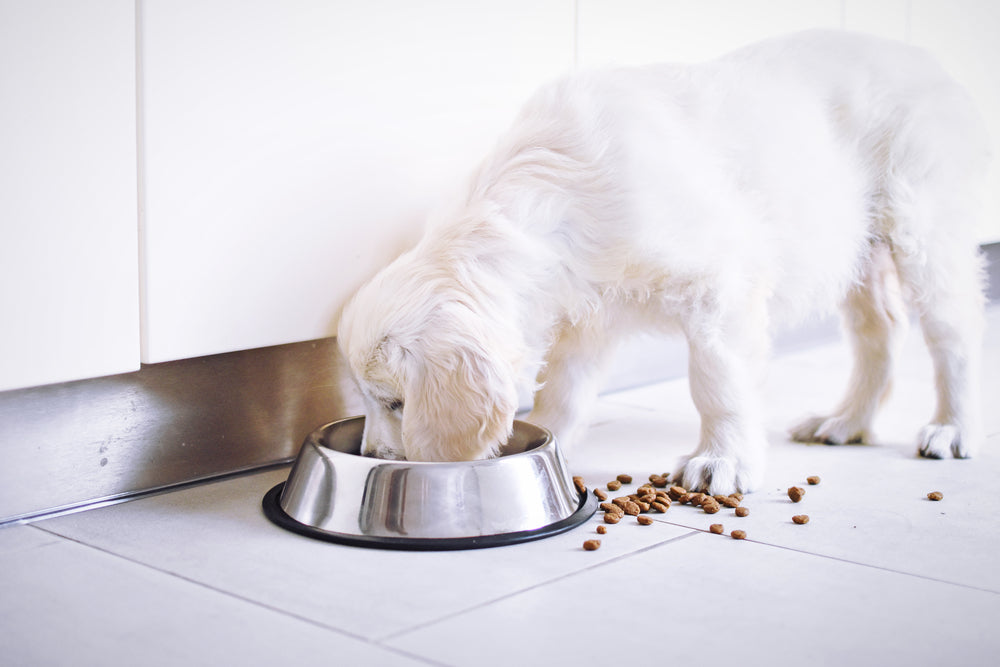 Why Does My Dog Flip Their Food Bowl? (8 Reasons) Dutch