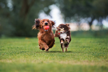Dog Park Behavior: What You Need To Know