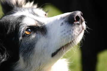 Side profile of dog with snout in air showing whiskers in the sunlight