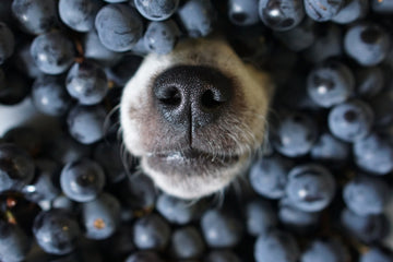 Dog nose sticking out of pile of blueberries