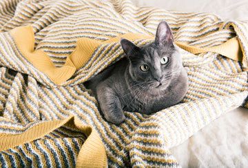 cat laying on bed in blanket