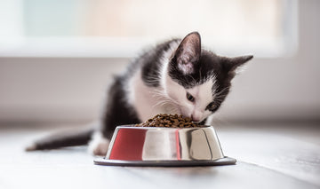 Kitten eating food