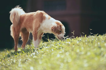 Dog sniffing grass to eat poop (coprophagia) 