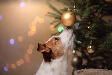 Are Christmas Trees Safe For Dogs?