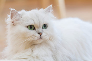Close up of white Persian cat with blue-green eyes