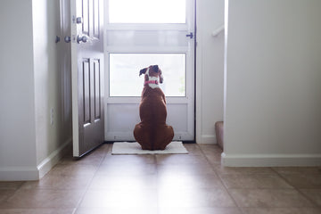 Dog waiting by door to greet owner
