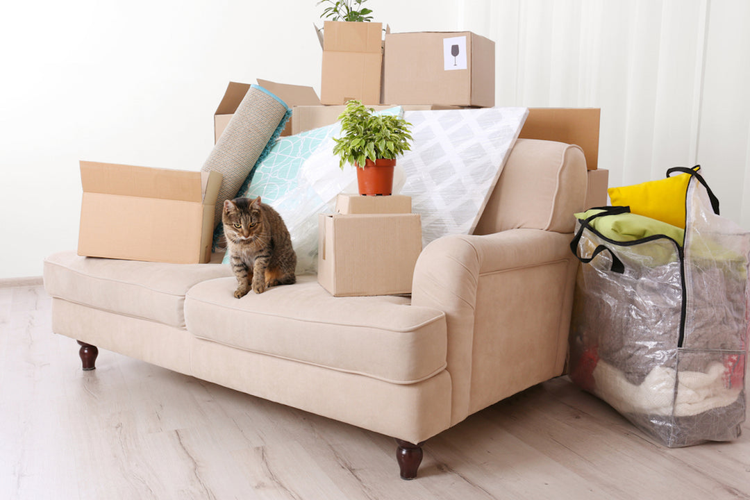 How To Move With A Cat 6 Tips For Moving With Cats Dutch