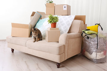 Cat sitting on couch surrounded by moving boxes