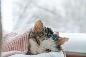 Cat wrapped in a pink blanket sitting by a window.