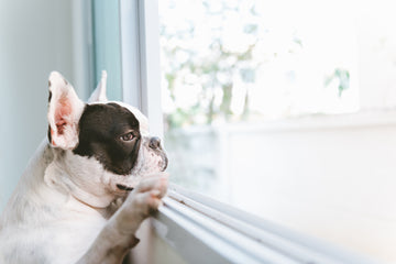 Bored French Bulldog looking out the window