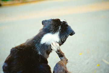 View of back of dog’s head, hind leg itching neck 