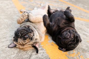 Two dogs playing dead on carpet