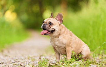 Brachycephalic Dogs: Flat-Faced Dogs