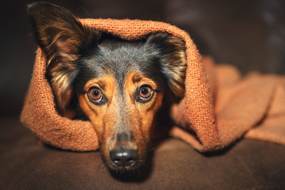 Signs Of Anxiety In Dogs | Dutch