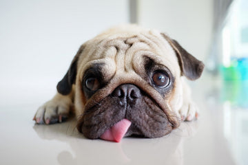 Is Peppermint Oil Safe For Dogs?