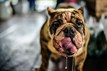 Image of dog drooling