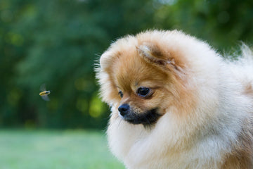 Pomeranian dog staring at bee