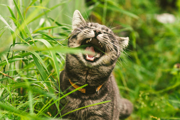 Cat with mouth open in a grassy area