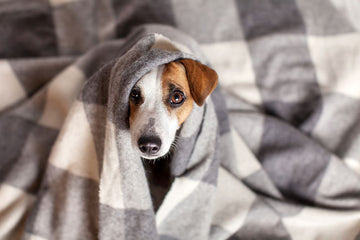 Dog wrapped in a blanket while looking up